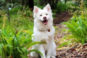 cane seduto in giardino