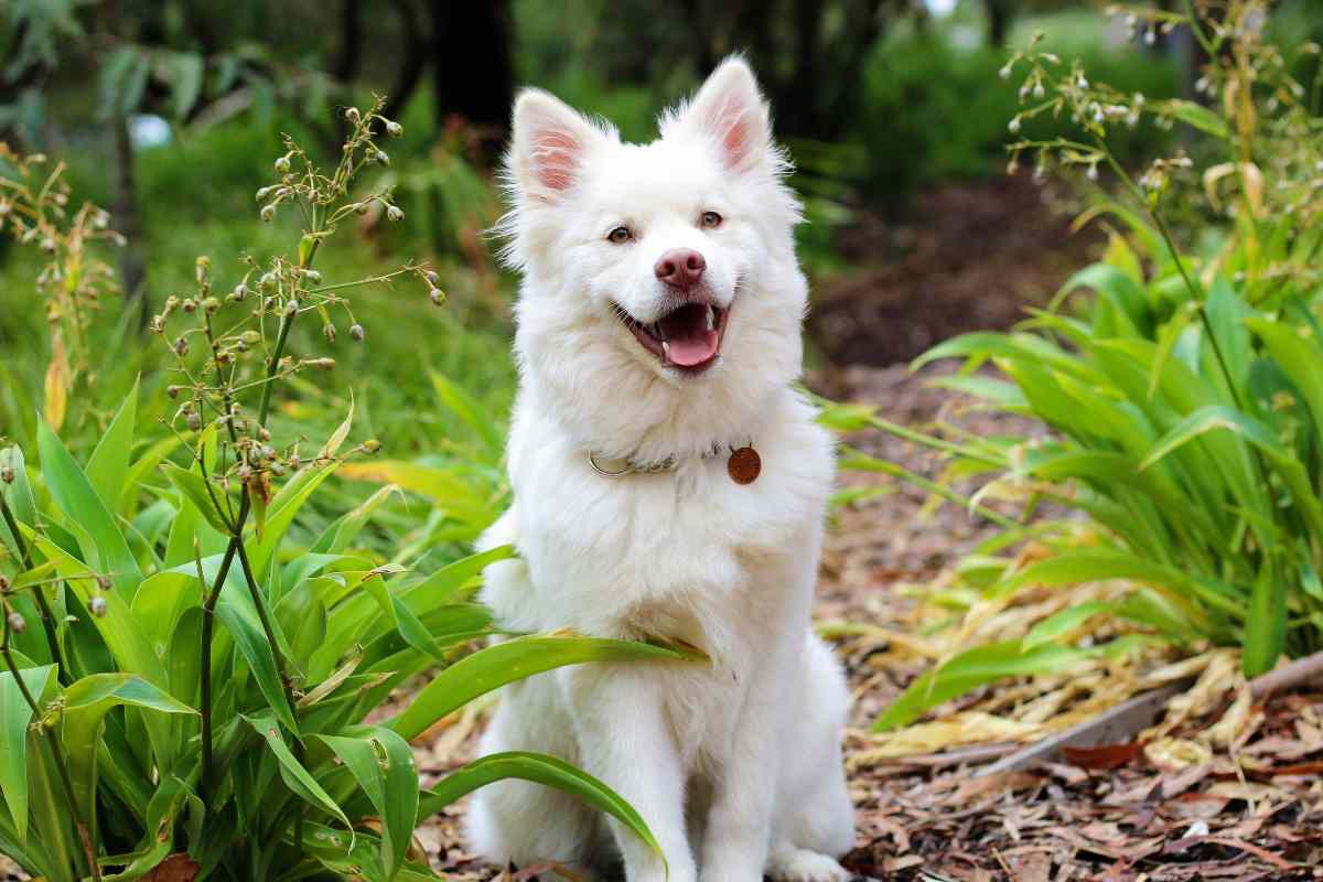 cane seduto in giardino