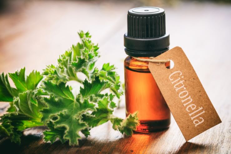 olio essenziale citronella