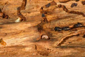 termiti scavano legno