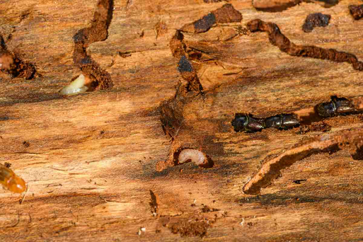 termiti scavano legno
